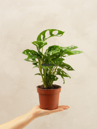 Монстера Адансона фото 4