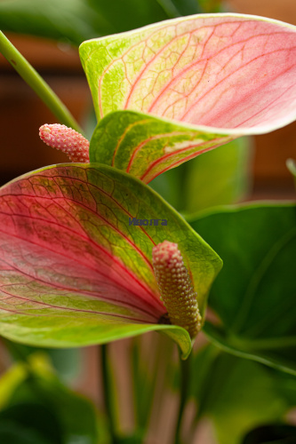 Антуриум Фэнтэзи Лав фото 5