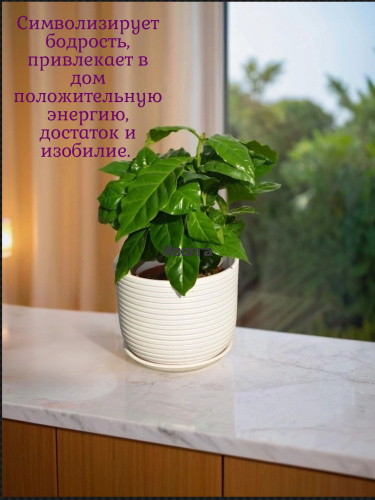 Кофе Арабика фото 3