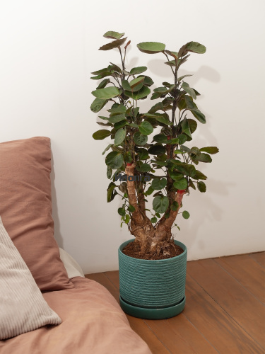 Полисциас Фабиан Вертак